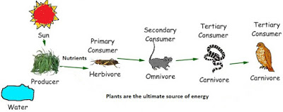 NCERT Science Class-VII Chapter-1: Nutrition in Plants Solutions ...